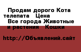  Продам дорого Кота-телепата › Цена ­ 4 500 000 - Все города Животные и растения » Кошки   